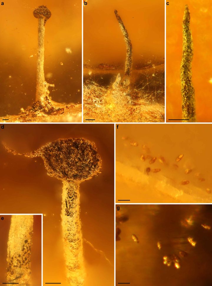 20–40 miljoonaa vuotta vanhoista meripihkapaloista löydetyt sienifossiilit muistuttavat tänäkin päivänä eläviä sukulaisiaan. Kuva: Hanna Tuovila.