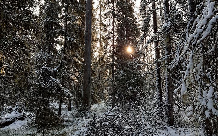 Tammelan luonnonsuojelualue. Kuva: Eero Melantie