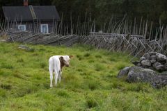 Lehmilaitumilla julkaistaan 15.8. Kuva: Mauri Leivo