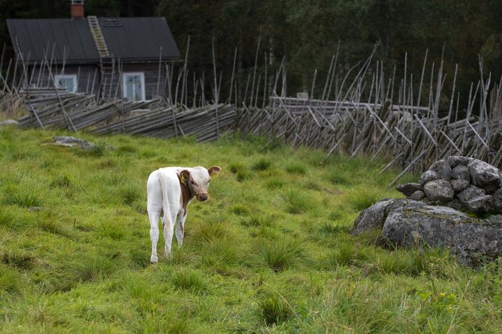 Lehmilaitumilla julkaistaan 15.8. Kuva: Mauri Leivo
