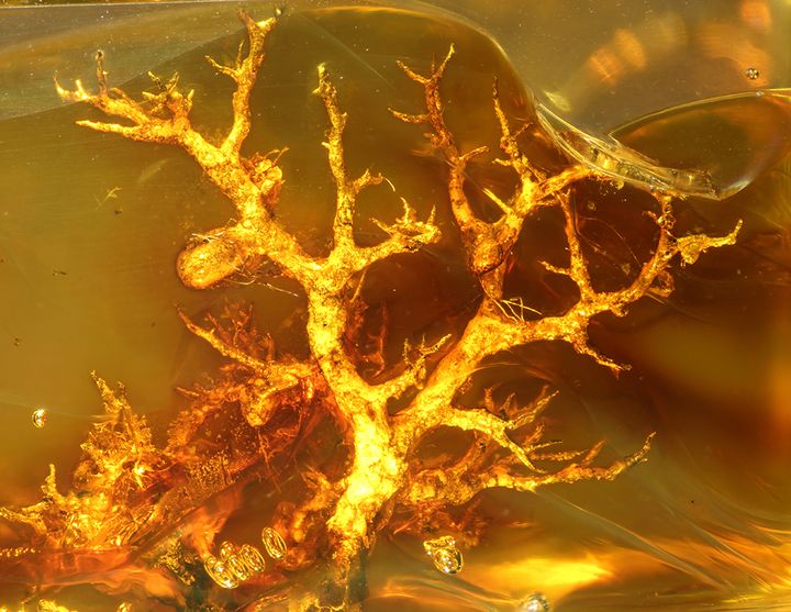 Meripihkaan kymmeniä miljoonia vuosia sitten uppoutunut pensasjäkälä. Kuva: A.R. Schmidt / Nature Plants