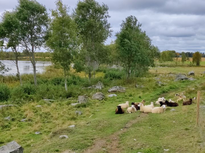 Lampaat hoitavat rantaniittyä. Usein laidunnusta täydennetään niitoin ja raivauksin. Kuva: Suvi Järvenpää / Pirkanmaan ELY-keskus.