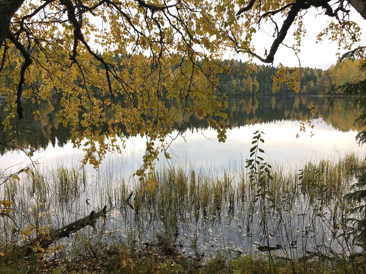 Sinilevää näkyi tällä viikolla aiempaa vähemmän Pirkanmaan järvissä. Syksyinen sää laskee veden lämpötiloja.