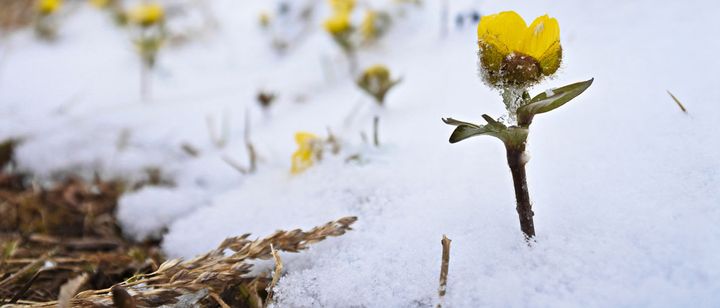 Tunturien lumipeite hupenee ja kesä pitenee – häviääkö samalla lumileinikki (Ranunculus nivalis)? Kuva: Julia Kemppinen