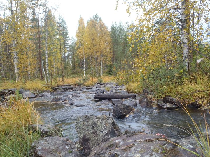 Tutkimuksessa mukana olleet Oulangan alueen purot kuvaavat tilannetta alueilla, joilla ihmistoiminta on vähäistä. Kuva Kaisa-Leena Huttunen