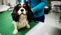 Potilas pieneläinsairaalassa. Kuva: Veikko Somerpuro / Helsingin yliopisto