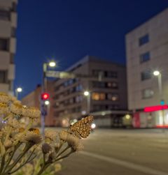 Kuvassa ruutumittari-perhonen kaupungin valoissa. Kuva Sami Kivelä / Oulun yliopisto