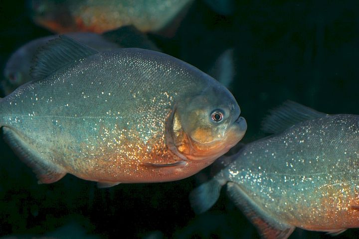 punapiraija