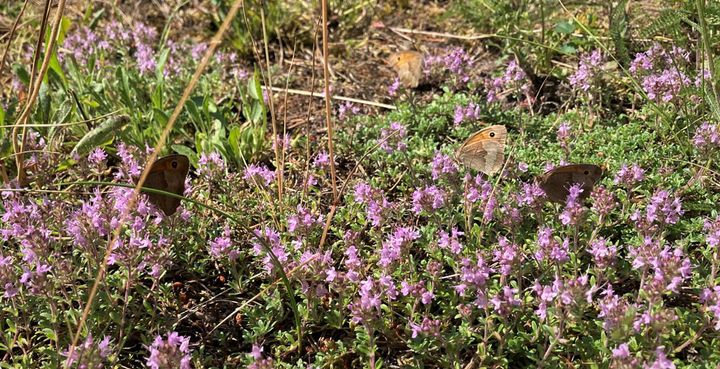 Thymus serpyllum ja Maniola jurtina ©Charlotta Berlin