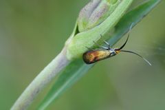 Purtojuurisurviaskoi (Nemophora cupriacella) on lajina erittäin uhanalainen, erityisesti ja kiireellisesti suojeltava (kuva Heikki Hyttinen).