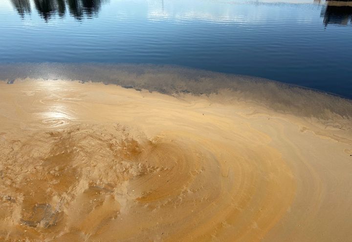 Tällä hetkellä järvien pinnalla on runsaasti koivun siemeniä. Niiden lisäksi veden pinnalla voi esiintyä kuusen suopursuruostetta, joka värjää veden ruosteenpunaiseksi. Kuva: Katja Vainionpää.