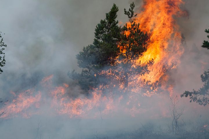 Poikkeuksellisen laajat metsäpalot pohjoisella napapiirillä ovat vapauttaneet ilmakehään 50 megatonnia hiilidioksidia viime viikkojen aikana.