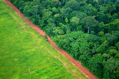 Metsäkatoa Brasiliassa. Kuva: Kate Evans/CIFOR (CC BY-NC-ND 2.0)