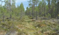 Metsä-Varsannan rantasuo on helppo ennallistaa, koska osa ojista on lähes sulautunut maisemaan.  Kuva Sari Jaakkola