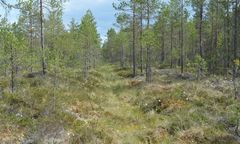 Metsä-Varsannan rantasuo on helppo ennallistaa, koska osa ojista on lähes sulautunut maisemaan. Kuva Sari Jaakkola