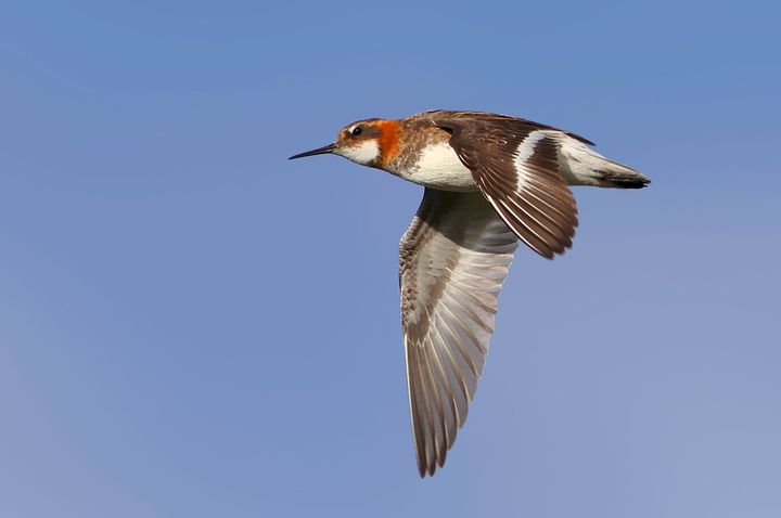 Vesipääskykoiras lennossa Kuva: Jarkko santaharju