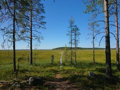 Koivusuo, Ilomantsi. Kuva: Mika Kareinen