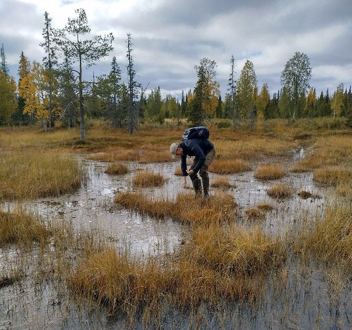 Rimpilettoa tutkimassa Soppelaisensuolla, Pudasjärvellä. Kuva P. Oksanen.