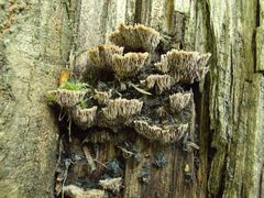 Harjasorakkaan pörröinen itiöemä elävän haavan tyvellä. Kuva: Otto Miettinen.