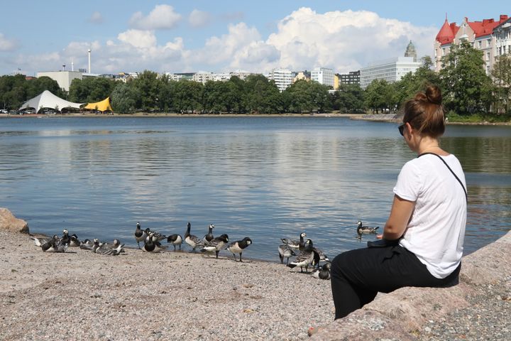 Valkoposkihanhia rannalla Helsingin Kaisaniemessä. © SYKEn kuvapankki