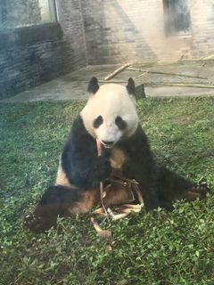 Urospanda Huá Bào eli Pyry on utelias ja eläväinen panda, jonka ruokahalu on kohdillaan. Kuva: Anna Palmroth