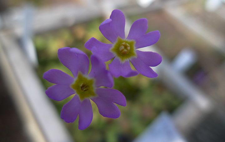 Ruijanesikko toimii esimerkkilajina, kun tutkitaan eliöiden sopeutumista ilmastonmuutokseen (kuva: Laura Hiisivuori)