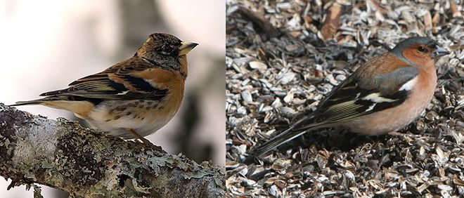 Järripeippoja ja peippoja voi vielä nähdä ruokinnoilla (kuvat: järripeippo Perhols, CC BY-SA 3.0; peippo: Kim Kuntze)