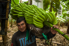 Kuva: Fairtrade