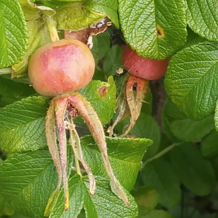 Vresrosens nypon samlas in på hösten och levereras till förstöring med brännbart avfall. (Bild: Reima Leinonen).