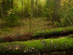 Pohjois-Pasilan metsän kuusilahopuut elättävät rikasta kääpälajistoa. Kuva: Birthe Weijola.