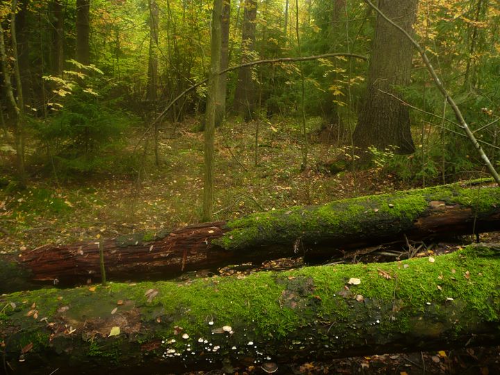 Pohjois-Pasilan metsän kuusilahopuut elättävät rikasta kääpälajistoa. Kuva: Birthe Weijola.