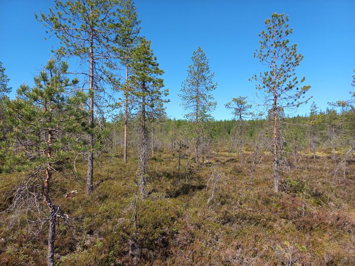 Puustoinen suo Tornion Sorvasvaarassa. Kuva: Riikka Juutinen