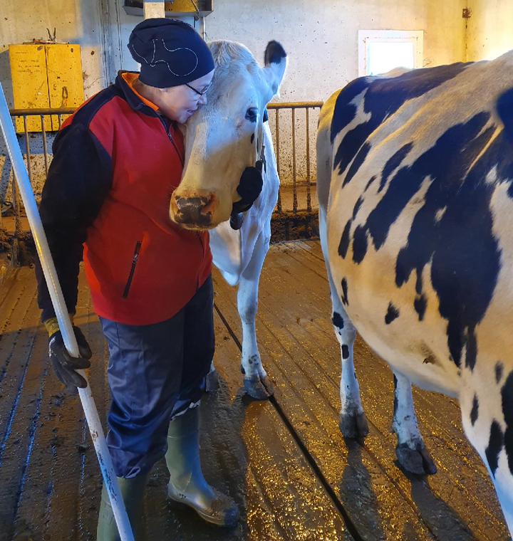 Kuva Harjulan maitotilalta Vihdissä, kuvassa Katriina Valkama. Kuvaaja: Marjukka Mattio, MTK