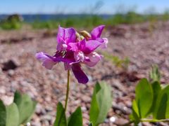 Kaunis merinätkelmä kuuluu hiekkarantojen tyypilliseen kasvillisuuteen. Kuva Petra Pohjola.