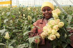 Caroline Muthoni työskentelee kenialaisella Reilun kaupan kukkatilalla. Joka kolmas Suomessa myyty ruusu tulee Reilun kaupan tilalta.