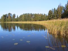 Järven rantaa, jossa vesikasvillisuutta.