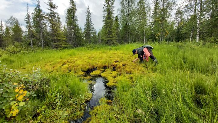 Letot-hankkeen inventoija tutki huurresammallähdettä viime kesänä Kittilässä. Kuva: Oona Allonen