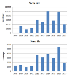 Mängden stigande lax som observerats i ekolodsundersökningarna i Torne och Simo älvar (www.luke.fi/nousulohet). Ekolodsundersökningar inleddes i Simo älv år 2008 och i Torne älv år 2009. Resultaten för året 2017 är preliminära.