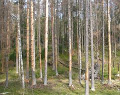 Kirjanpainajan kuivattama kuusikko. Kuva: Juha Siitonen / Luke
