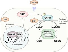 Dietary sugars, such as glucose, are sensed intracellularly by a regulatory system, which includes transcription factor Mondo-Mlx and protein kinase SIK3. Together they control the expression and activity of Glucose-6-phosphate dehydrogenase, which maintains cellular redox balance. Picture: Mari Teesalu