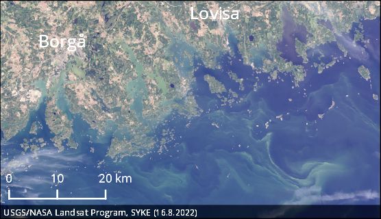 Blågröna alger har observerats i bukter längs kusten, såsom i Finska viken utanför Borgå och Lovisa den 16.8.2022. Bild: SYKE / TARKKA