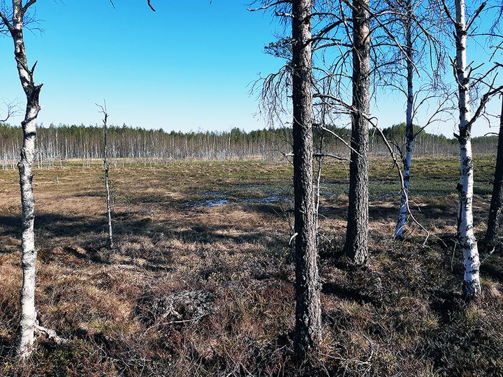 Joutsan Kivijärvi. Kuva: Keski-Suomen ELY-keskus