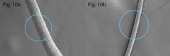 Pyyhkäisyelektronimikroskoopilla otettu kuva fossiloituneesta vuohenkarvasta (vasemmalla) verrattuna moderniin vuohenkarvaan (oikealla). Kuvat: K. Vajanto & T. Kirkinen