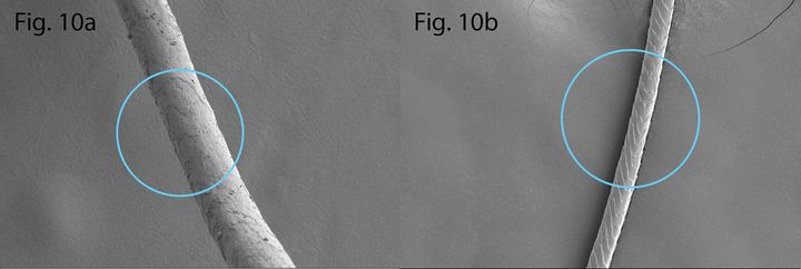 Pyyhkäisyelektronimikroskoopilla otettu kuva fossiloituneesta vuohenkarvasta (vasemmalla) verrattuna moderniin vuohenkarvaan (oikealla). Kuvat: K. Vajanto & T. Kirkinen