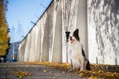 Bordercollie Iiro on Vuoden vankilakoira. Kuva: Kennelliitto / Jukka Pätynen