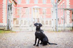 Årets fängelsehund 2017 är labrador retrievern Rane. Bild: Kennelliitto/Jukka Pätynen