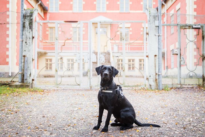 Årets fängelsehund 2017 är labrador retrievern Rane. Bild: Kennelliitto/Jukka Pätynen