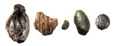 Esihistoriallisia keräilykasvien hiiltyneitä jäännöksiä: ruusun marja eli kiulukka, pähkinänkuoren katkelma, vadelman siemen, ulpukan siemen ja tuomen siemen. Ruusun marja on kivikautinen ja löytynyt Saltvikin Glamildersin kivikautiselta asuinpaikalta. Pähkinänkuoren kappale ja vadelman siemen ovat Virolahden Meskäärtyn kivikautiselta asuinpaikalta. Ulpukan siemen on löytynyt Rovaniemen Koskenniskan kivikautiselta asuinpaikalta. Tuomen siemen on Salon Isokylän rautakautiselta asuinpaikalta. Jäänteet eivät ole samassa mittakaavassa. Kuva: Santeri Vanhanen.