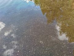 Vedenpinnalla on nyt paljon siitepölyä, sensijaan levätilanne on rauhallinen.