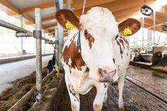Kiuruvedelle suunnitellaan teollisen mittakaavan biokaasulaitosta, jossa tuotetaan nesteytettyä biokaasua liikennepolttoaineeksi. Kuva: Valio Oy.